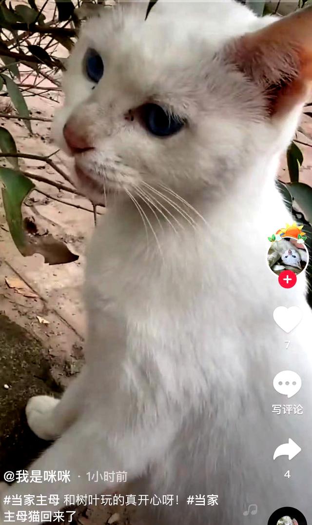 《当家主母》报警后小猫开社交账号亲证未死？网友质疑剧组找错猫休闲区蓝鸢梦想 - Www.slyday.coM