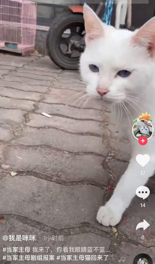 《当家主母》报警后小猫开社交账号亲证未死？网友质疑剧组找错猫休闲区蓝鸢梦想 - Www.slyday.coM