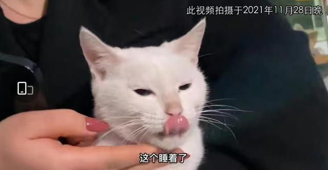 《当家主母》报警后小猫开社交账号亲证未死？网友质疑剧组找错猫休闲区蓝鸢梦想 - Www.slyday.coM