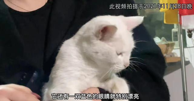 《当家主母》报警后小猫开社交账号亲证未死？网友质疑剧组找错猫休闲区蓝鸢梦想 - Www.slyday.coM