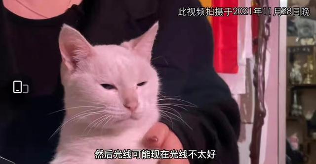 《当家主母》报警后小猫开社交账号亲证未死？网友质疑剧组找错猫休闲区蓝鸢梦想 - Www.slyday.coM