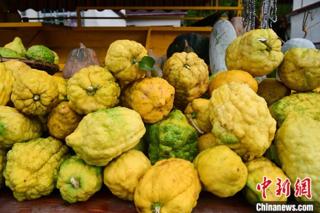 墨脱大柠檬,学名香橼,和柠檬均为芸香科植物.