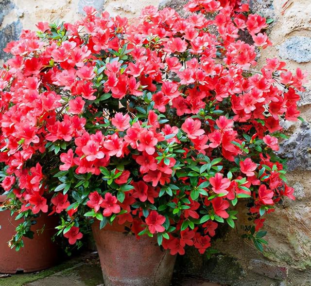 怎么养好杜鹃花做好4点三季有花四季常绿又美又艳