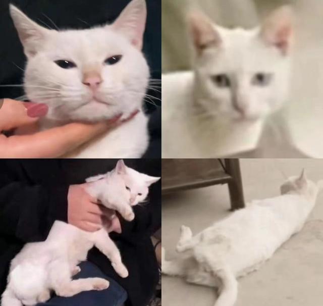 《当家主母》报警后小猫开社交账号亲证未死？网友质疑剧组找错猫休闲区蓝鸢梦想 - Www.slyday.coM