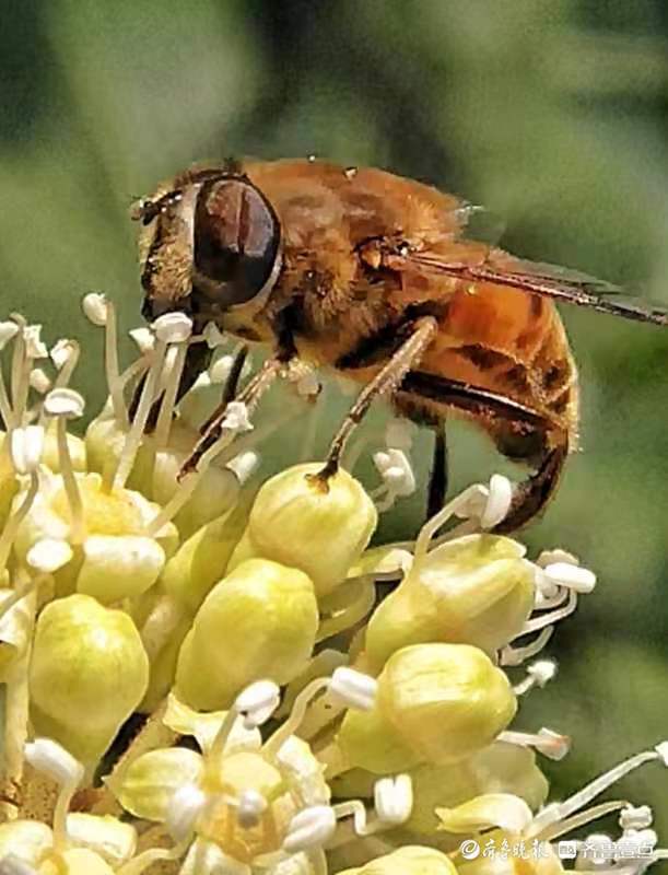 冬日暖阳蜜蜂忙|八角金盘|马头镇|东圣_新浪新闻