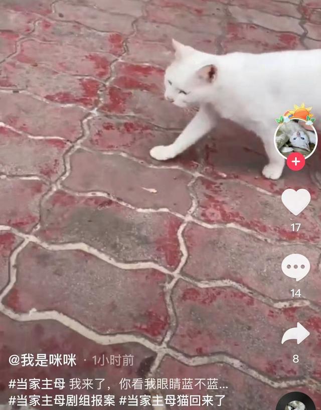《当家主母》报警后小猫开社交账号亲证未死？网友质疑剧组找错猫休闲区蓝鸢梦想 - Www.slyday.coM