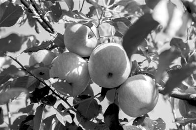 　　“烟大一号”苹果新品种上色快、显色度好、香味浓，收益可观。王延斌摄