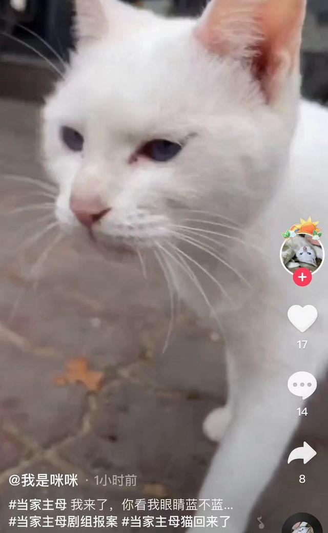 《当家主母》报警后小猫开社交账号亲证未死？网友质疑剧组找错猫休闲区蓝鸢梦想 - Www.slyday.coM