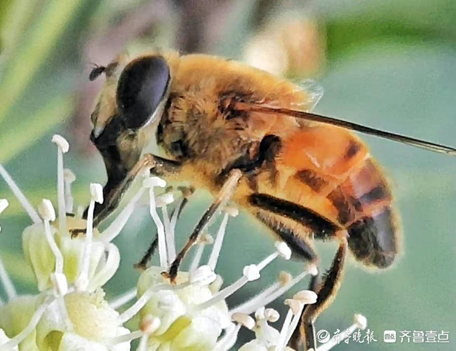 冬日暖阳蜜蜂忙|八角金盘|马头镇|东圣_新浪新闻