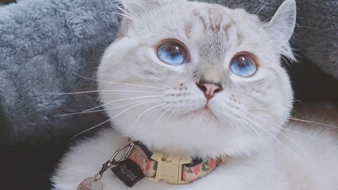 ipad壁纸冬天没有甜甜的恋爱只会把人冻成憨憨