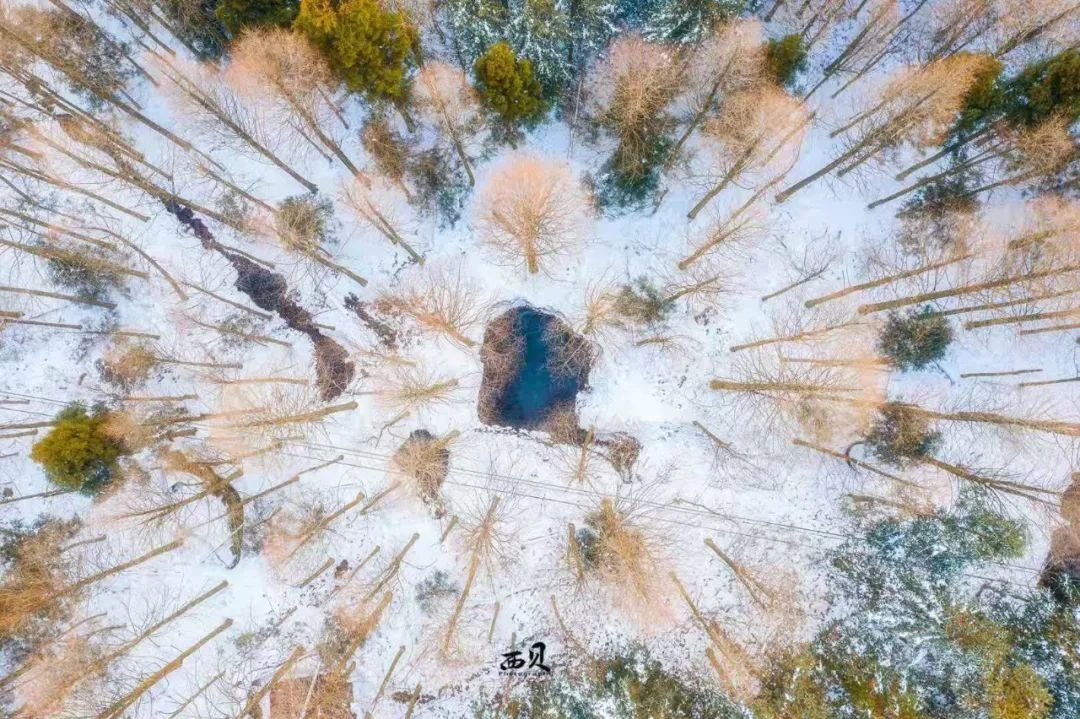 摄影师驾到 | 须晴日,看红妆素裹,分外妖娆