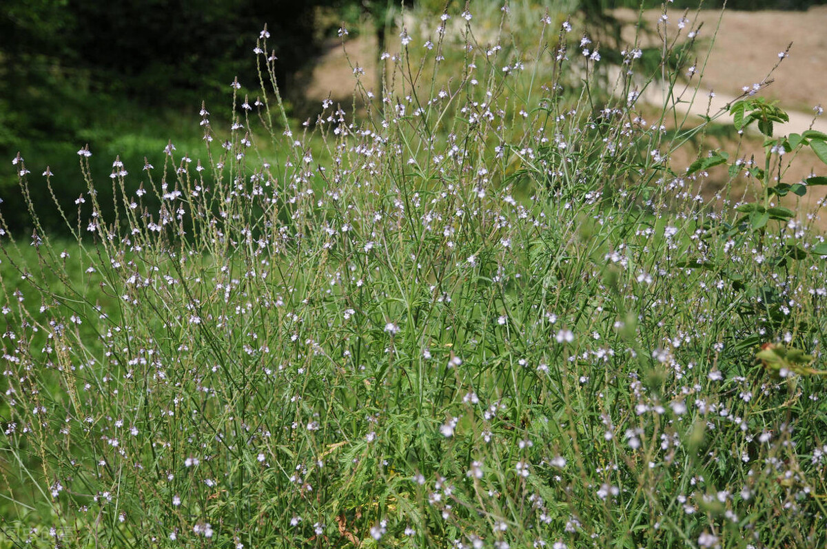 农村常见的"马鞭草",用途可不小!一起了解下它的价值