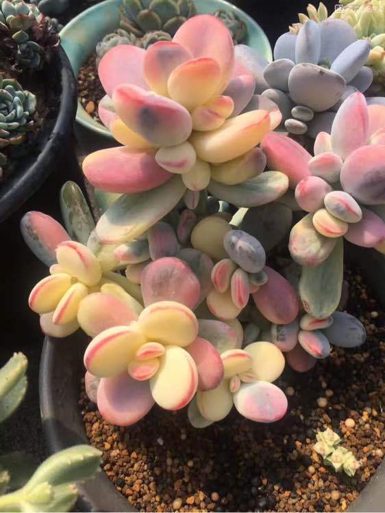 很多人只是在视频上或者是照片上见过乒乓福娘锦,并没有在线下,实际