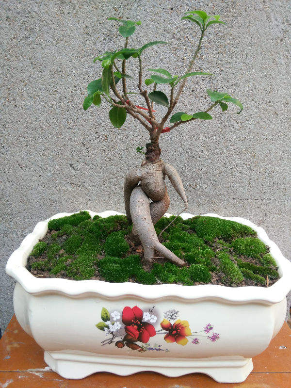 爷爷过生日送了他一盆人参榕做礼物心里乐开了花