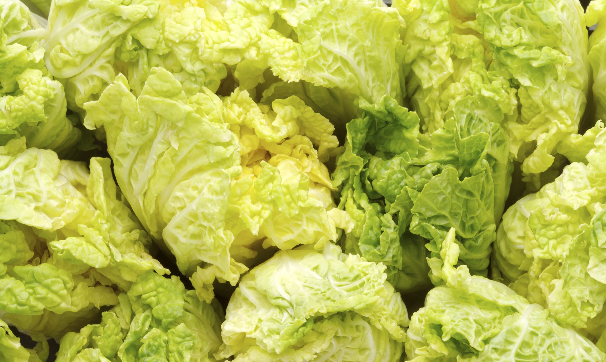 才知道,"绿叶白菜"和"黄叶白菜"有这么大区别,看完别乱买了|存储|黄叶