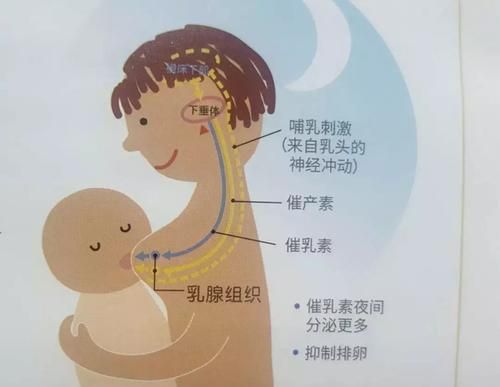 什么是奶阵,奶阵来的时候有什么感觉?