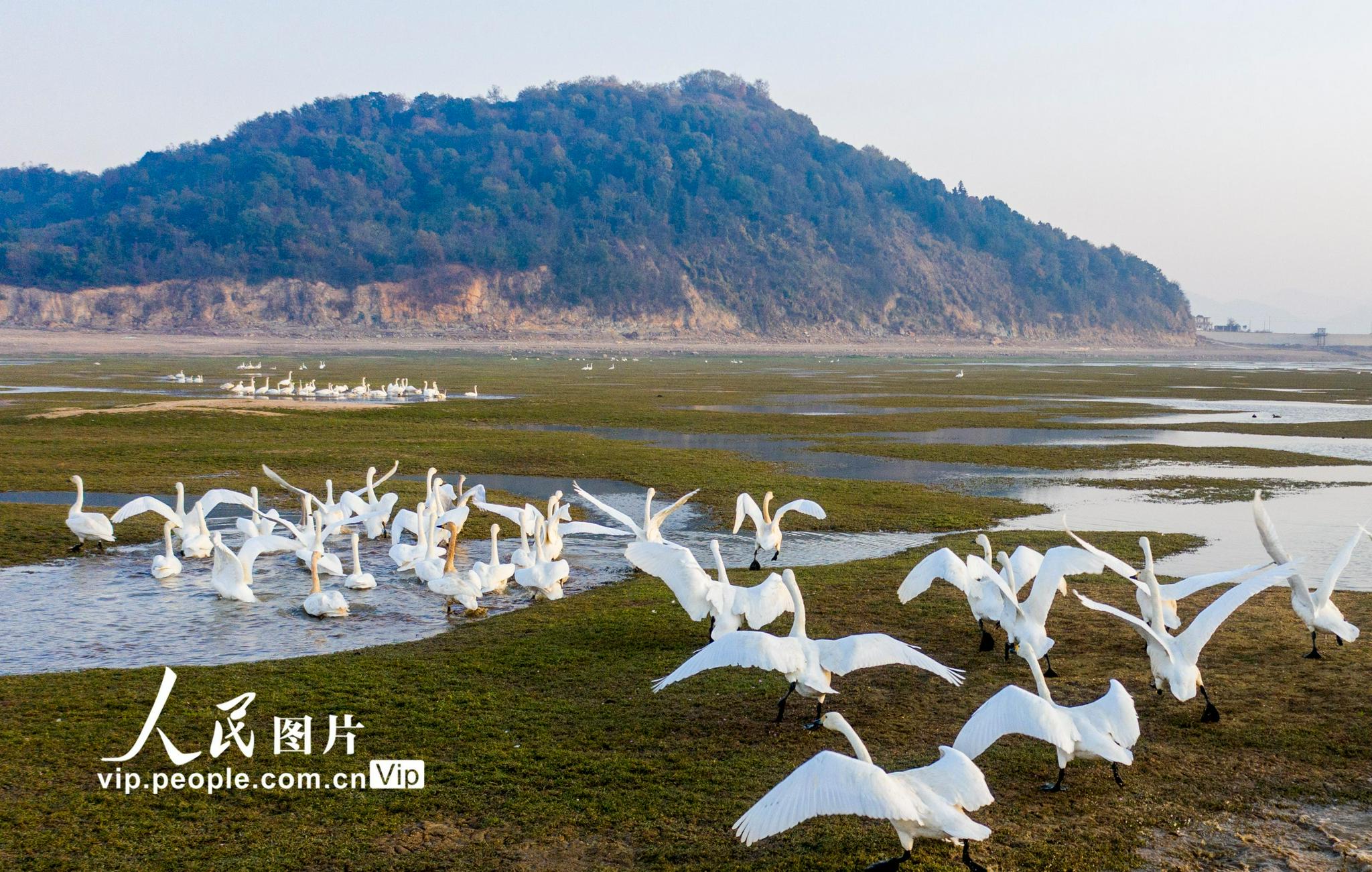 江西鄱阳湖湿地天鹅舞