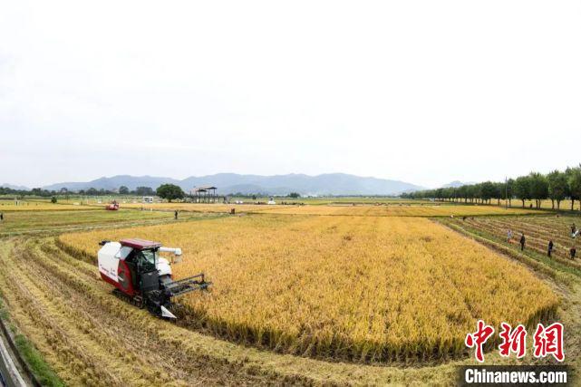 广州增城丝苗米开镰收割 大湾区“米袋子”鼓起来