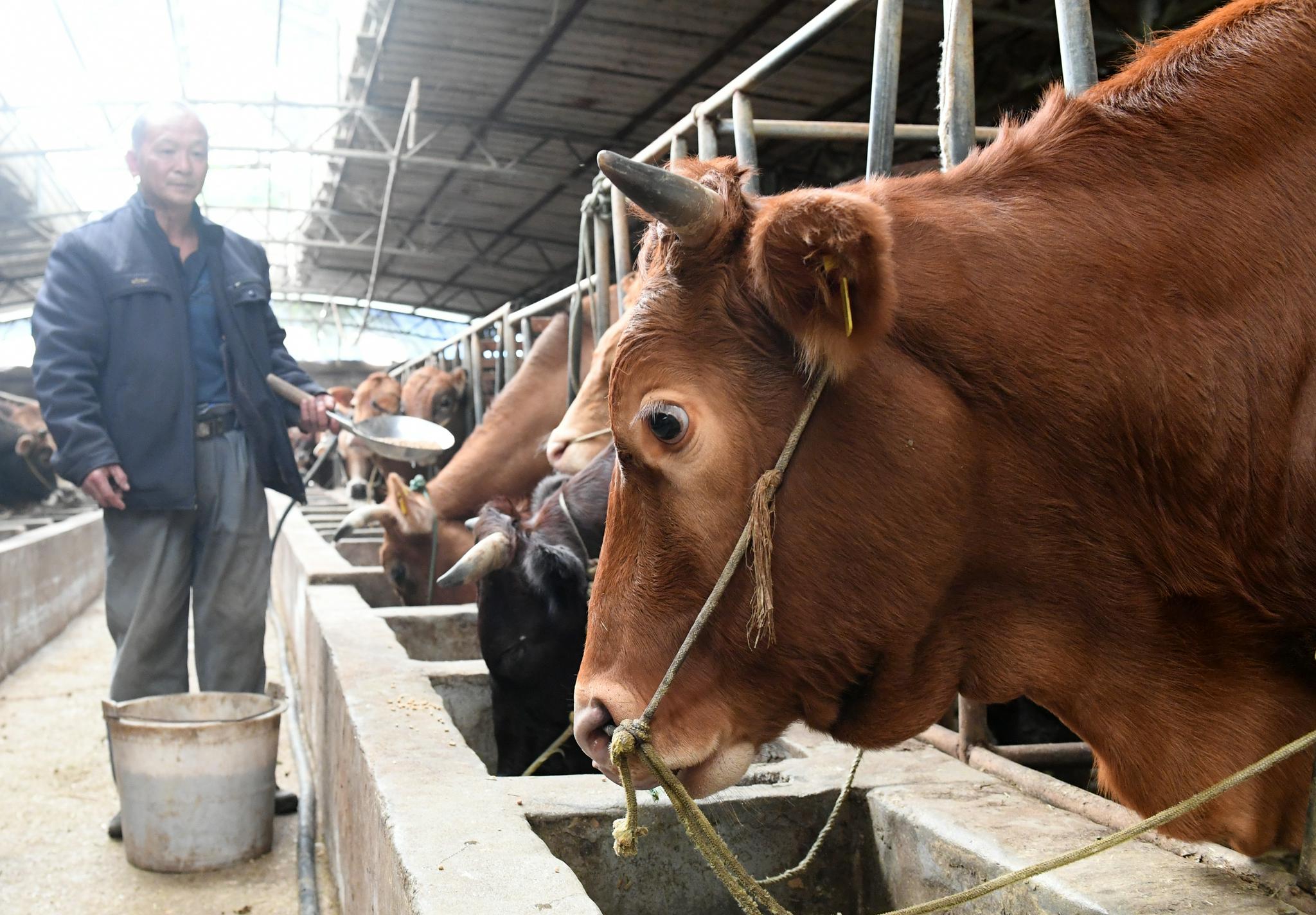 广西都安:山区养牛助振兴|广西|新华社_新浪新闻