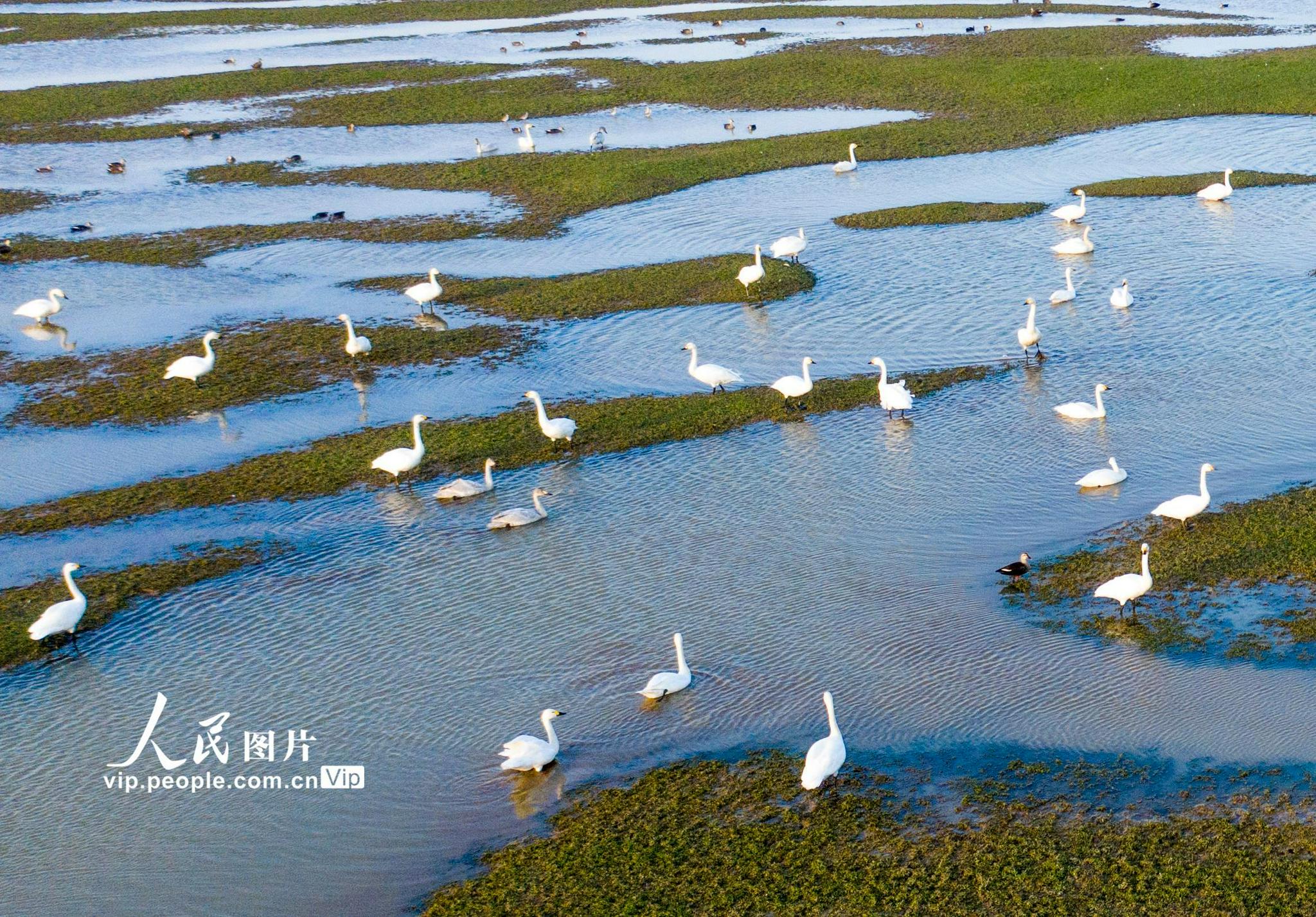江西鄱阳湖湿地天鹅舞