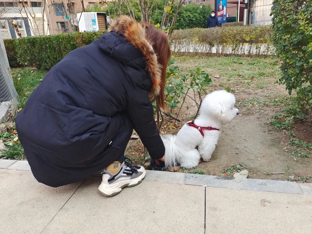 最新消息14天处罚遛狗不拴绳178起石市整治不文明养犬行为