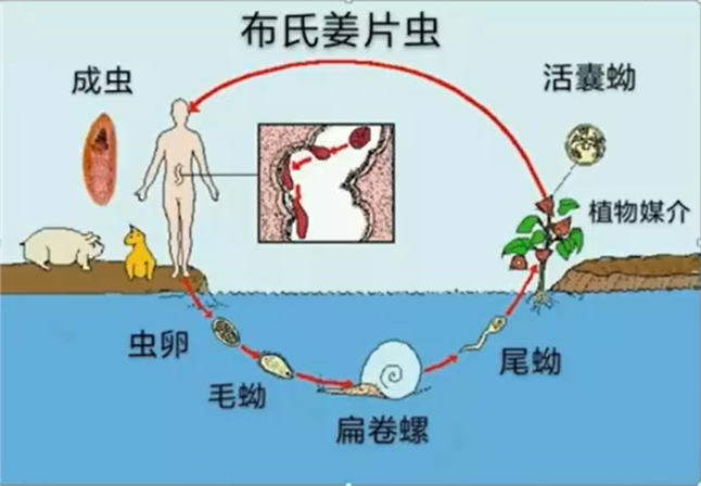千万别生吃！90后女子体内取出2条活虫，竟是这水果惹祸！现在正当季休闲区蓝鸢梦想 - Www.slyday.coM