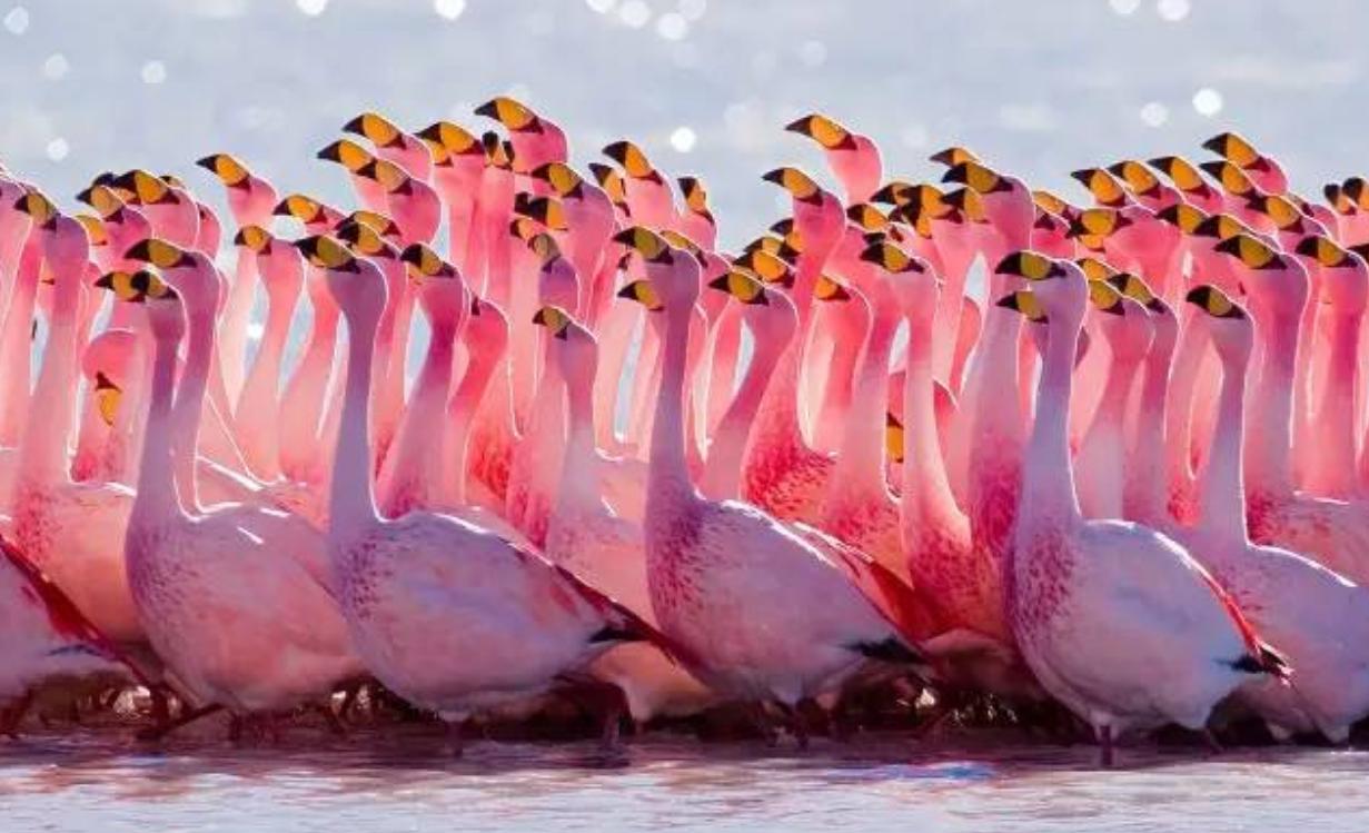 火烈鸟通过整齐划一的舞蹈,来博取异性的眼球