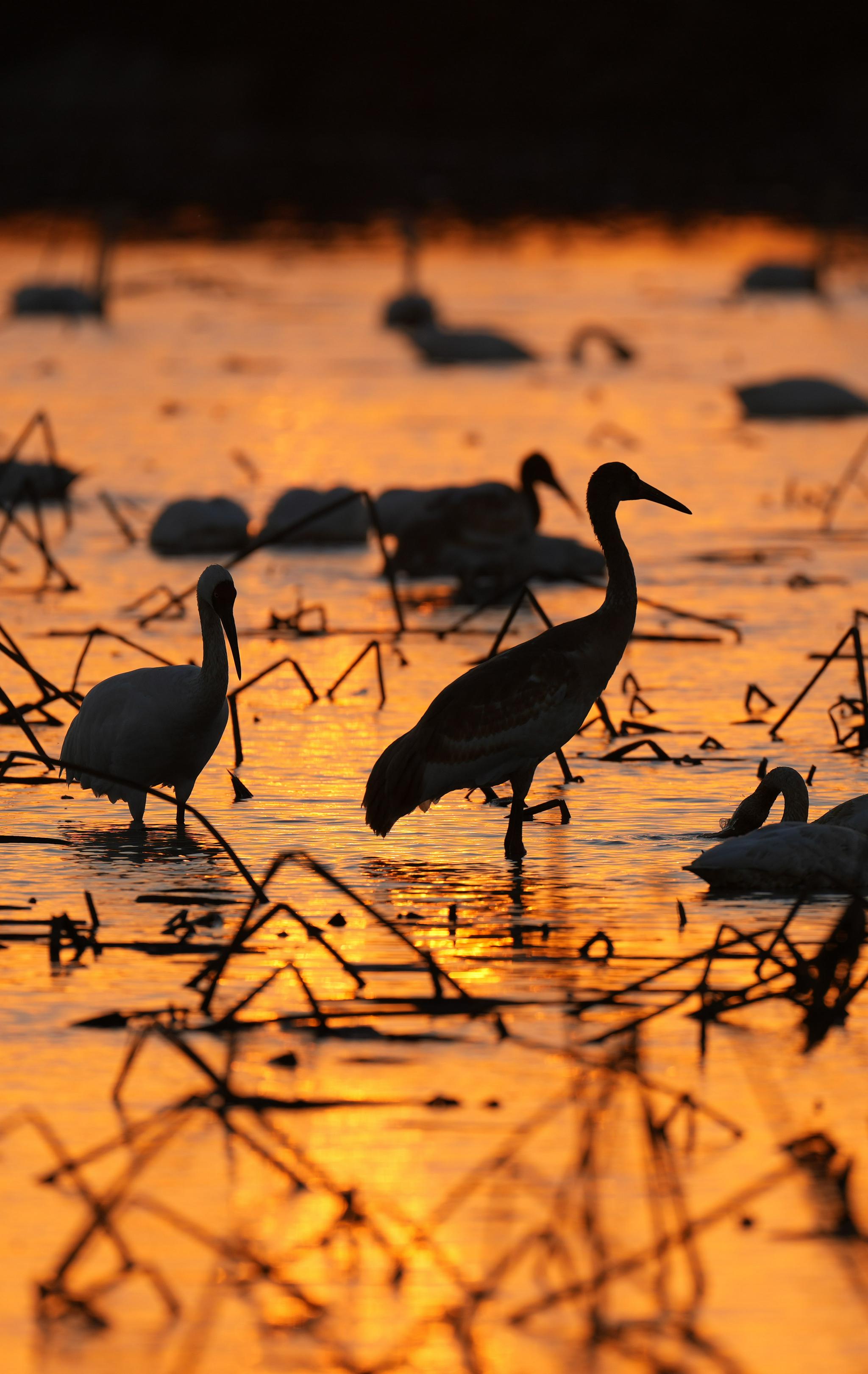 候鸟南归鄱阳湖