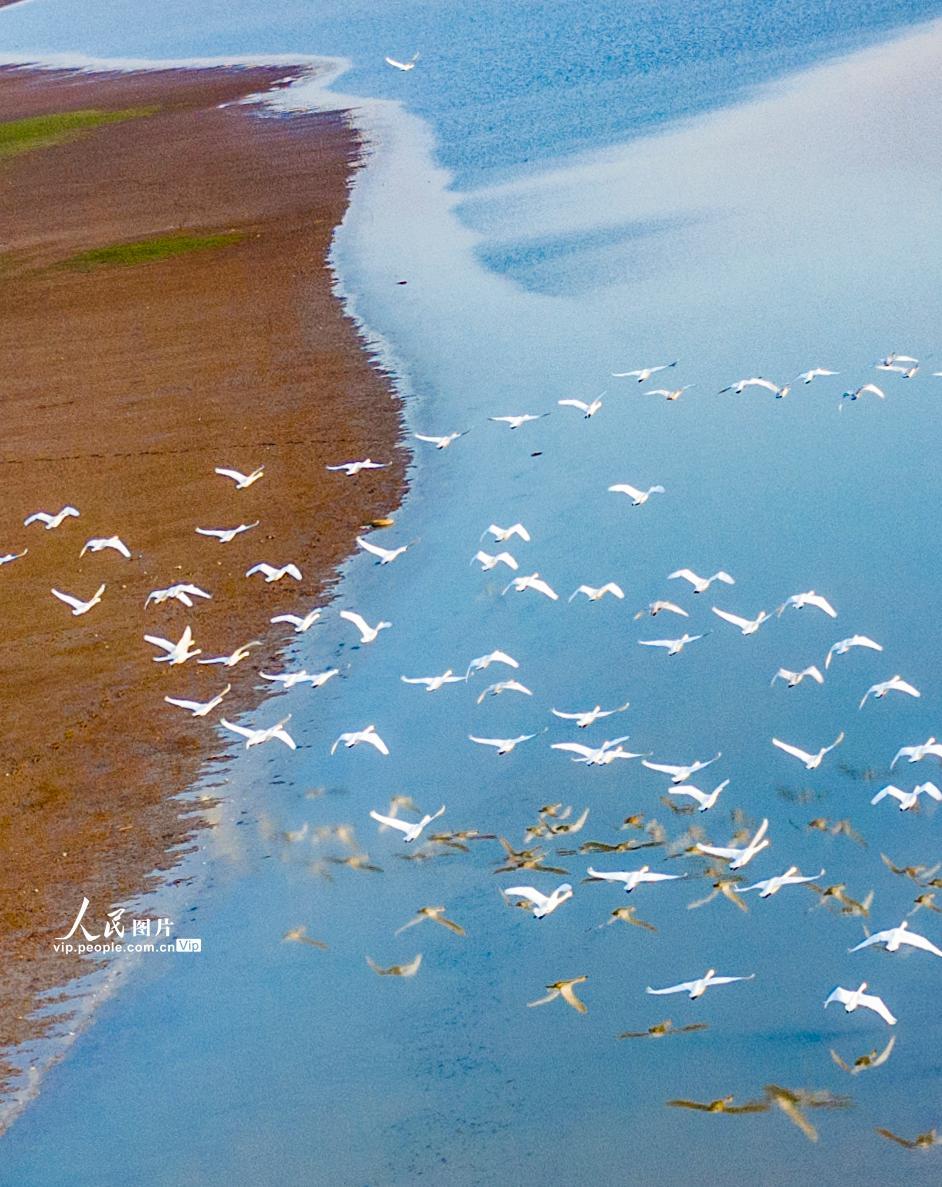 江西鄱阳湖湿地天鹅舞