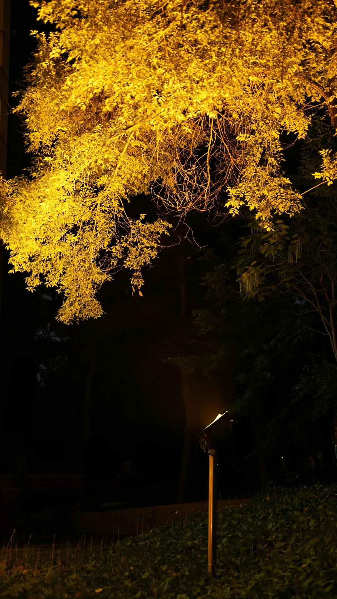 东师夜景 | 美丽夜色,与你共赏