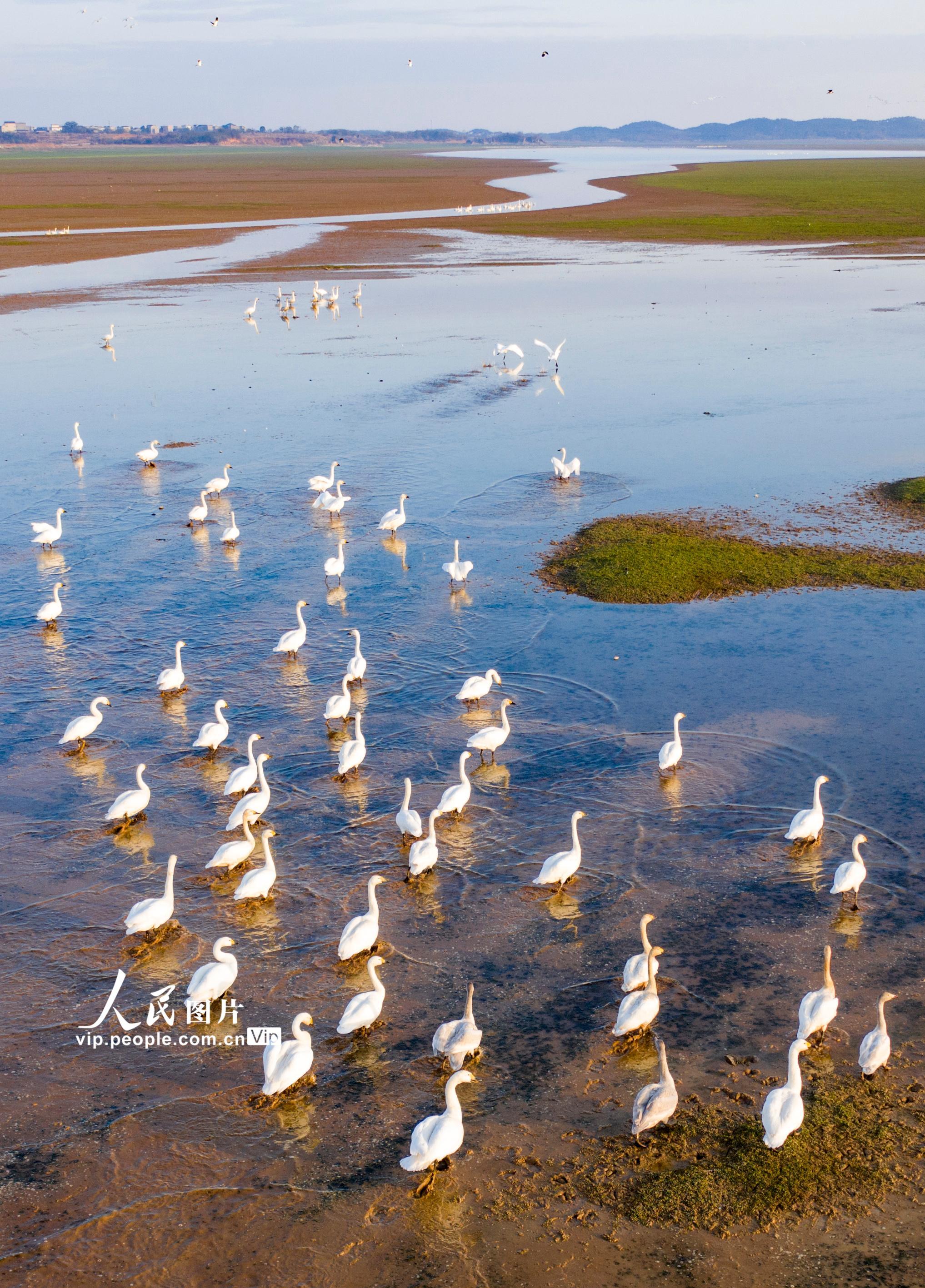 江西鄱阳湖湿地天鹅舞