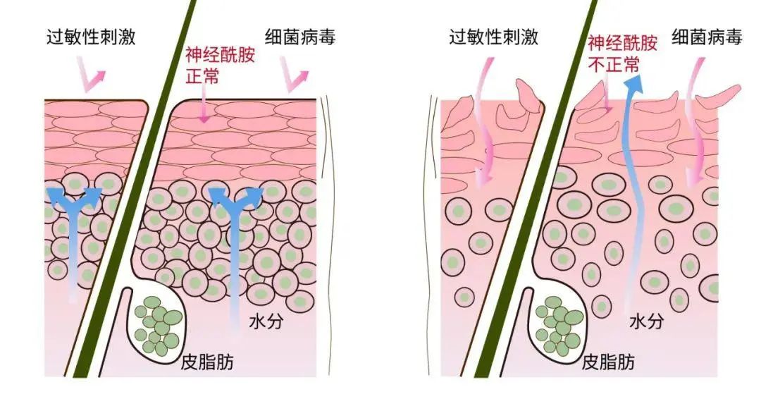 全国皮肤科榜首,一款面霜研制3年,推迟又推迟|神经酰胺_新浪新闻