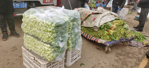 11月29日，蔬菜商户给冬储菜盖大棉被，防止蔬菜冻伤。 新京报记者 刘欢/摄