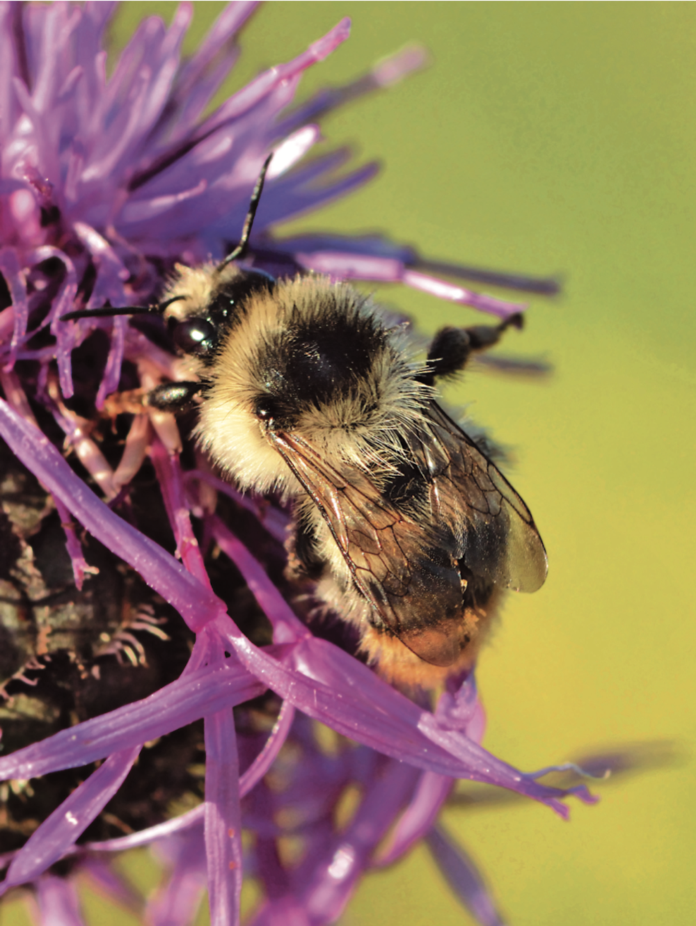 在本贝丘拉岛上探秘卓熊蜂的生存法则