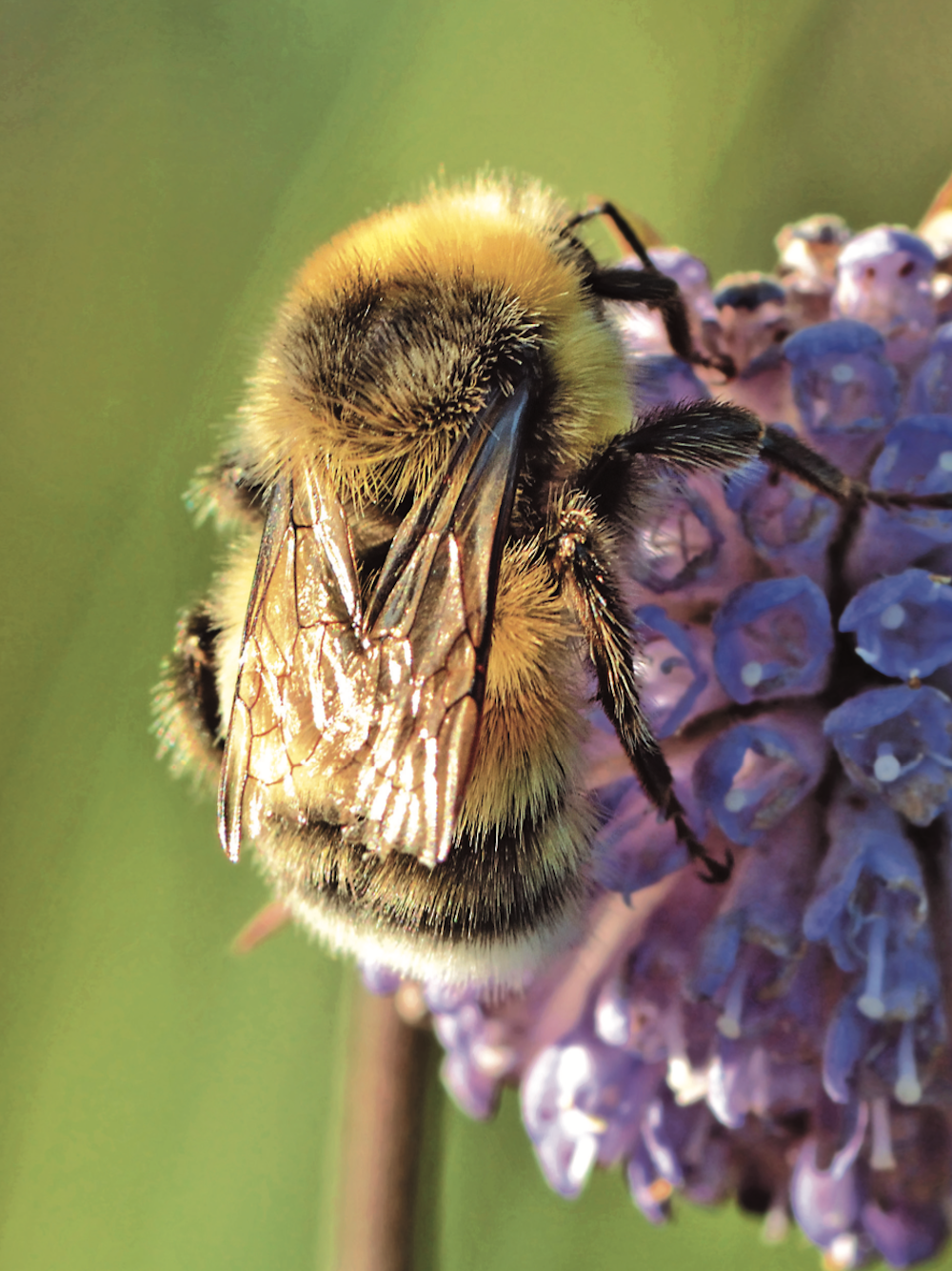 在本贝丘拉岛上探秘卓熊蜂的生存法则