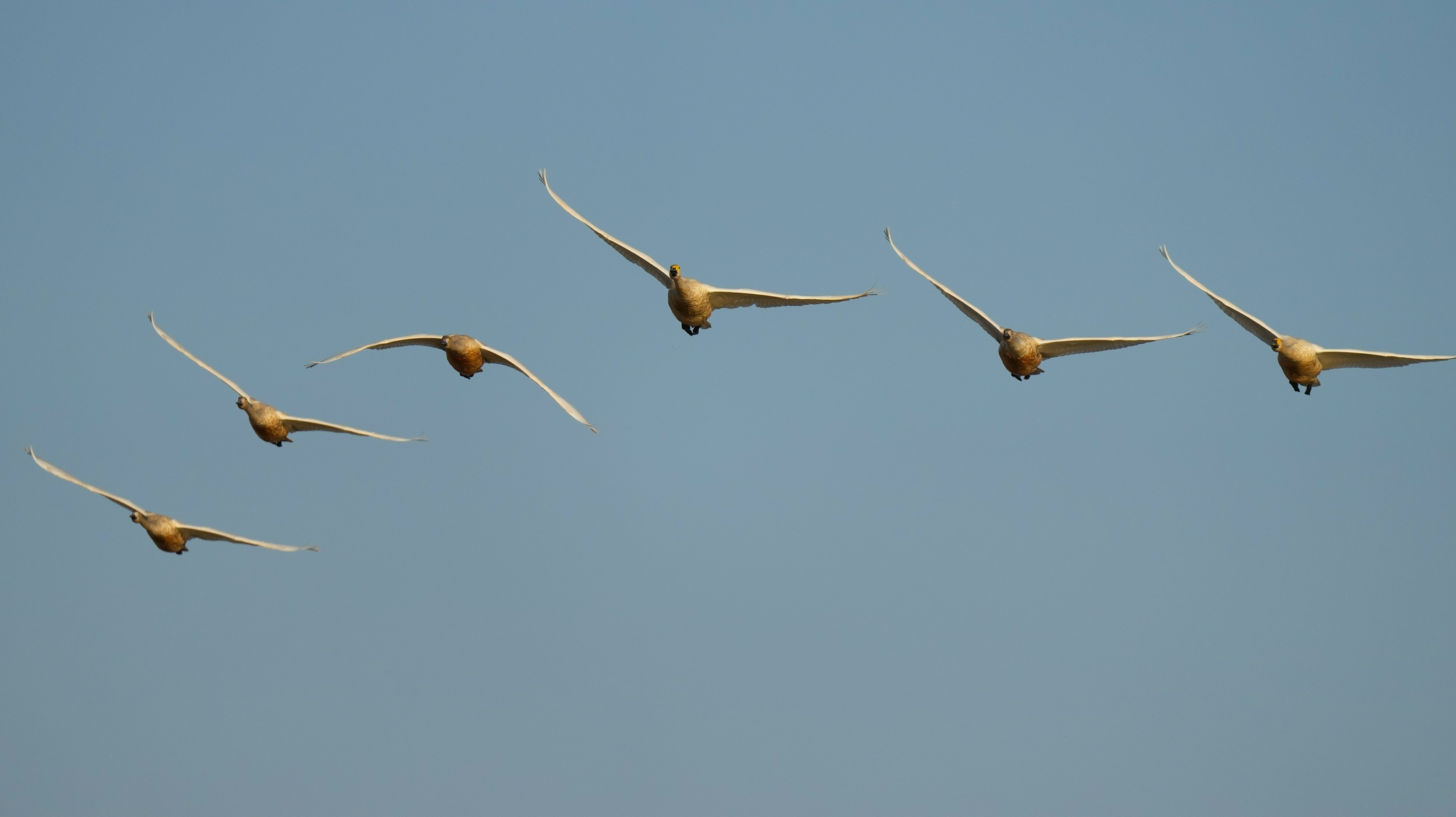 候鸟南归鄱阳湖