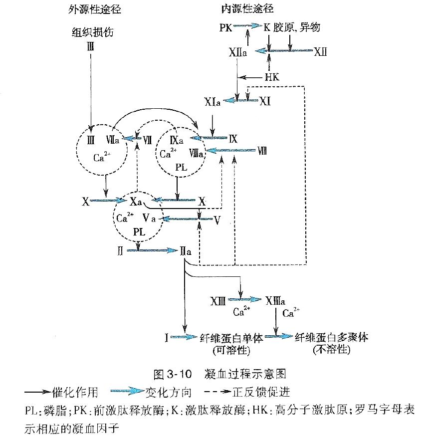 复杂的凝血过程 | 图源:生理学第8版凝血过程中一旦有任何环节出现