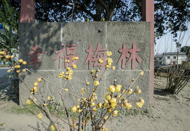 成都幸福梅林景区腊梅绽放