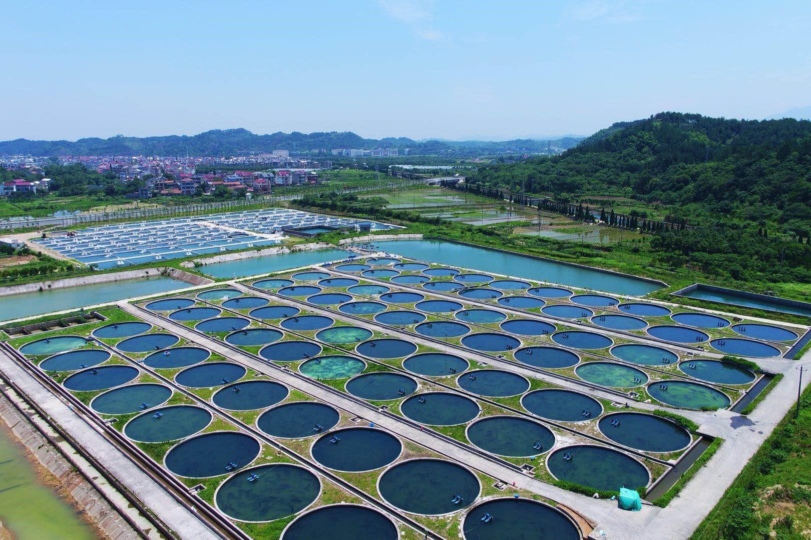 鱼子酱成为"黑黄金"产业:从草鱼到鲟鱼,浙江三个村养殖户增收4000万