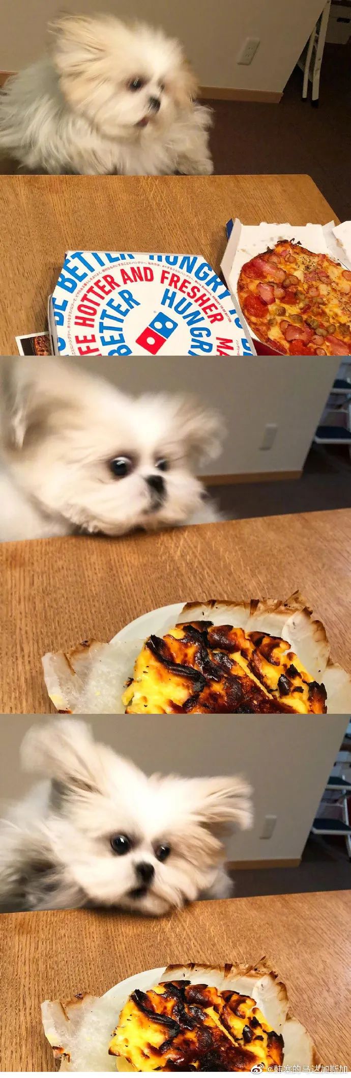 干饭狗狗日常眼神到位跟我一样什么都馋