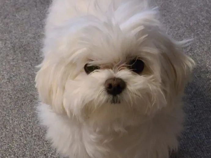 拖把狗勾刚起床发型凌乱潦草的不行