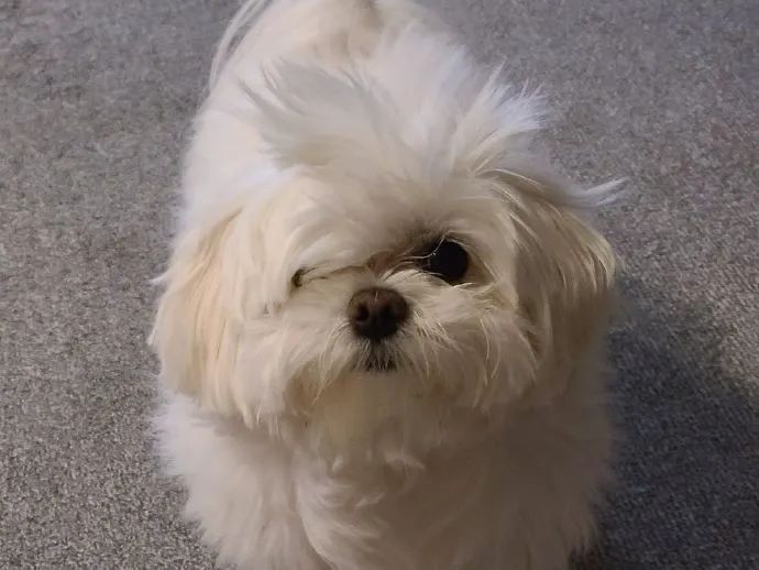 拖把狗勾刚起床发型凌乱潦草的不行