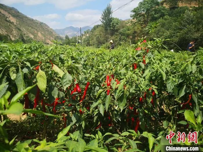 资料图：2020年9月，甘肃陇南市西和县火红的辣椒铺满大山峡谷间。　冯志军 摄