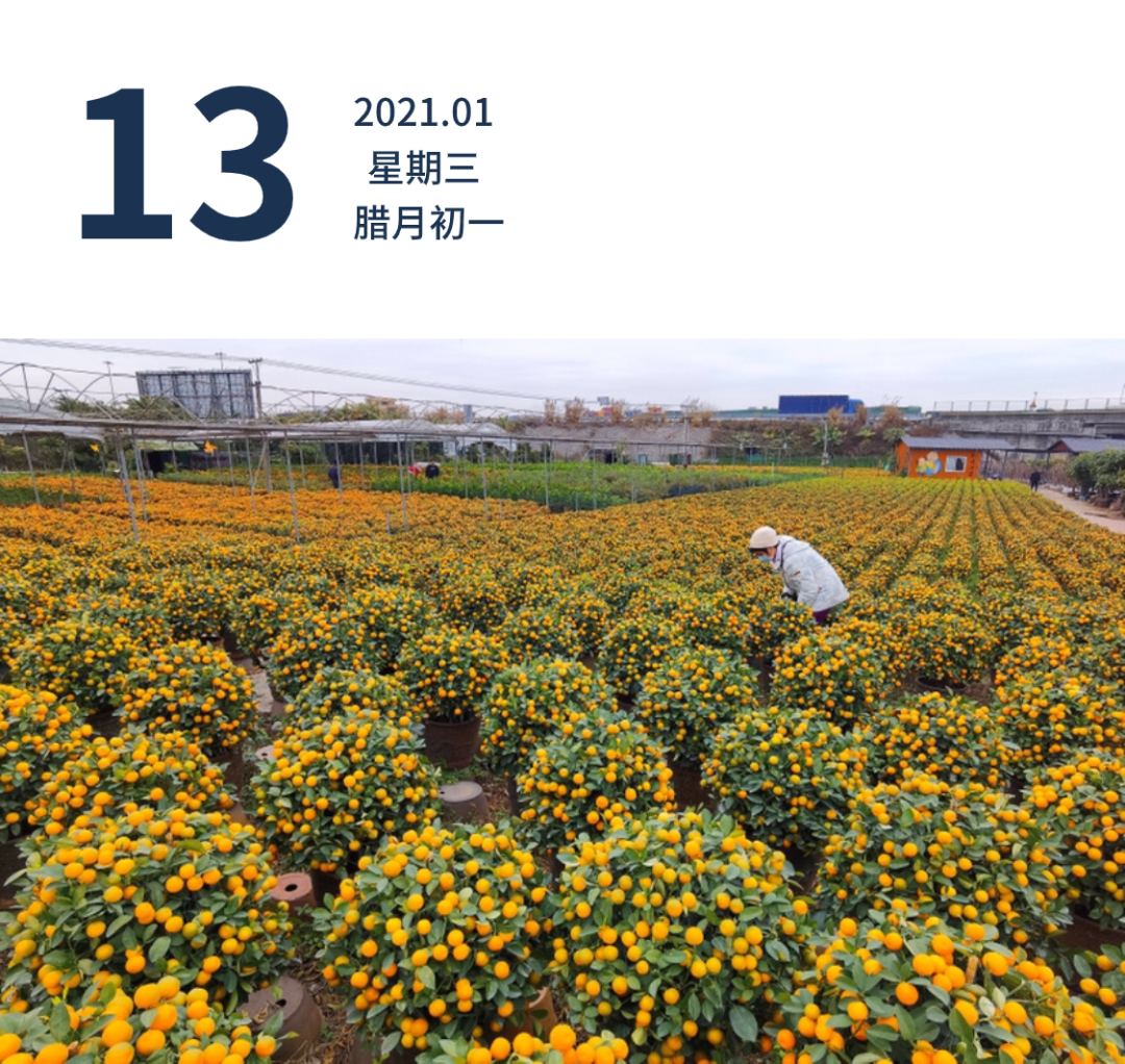 1月9日,佛山市顺德区陈村镇年桔丰产,静候上市,迎接牛年的到来.