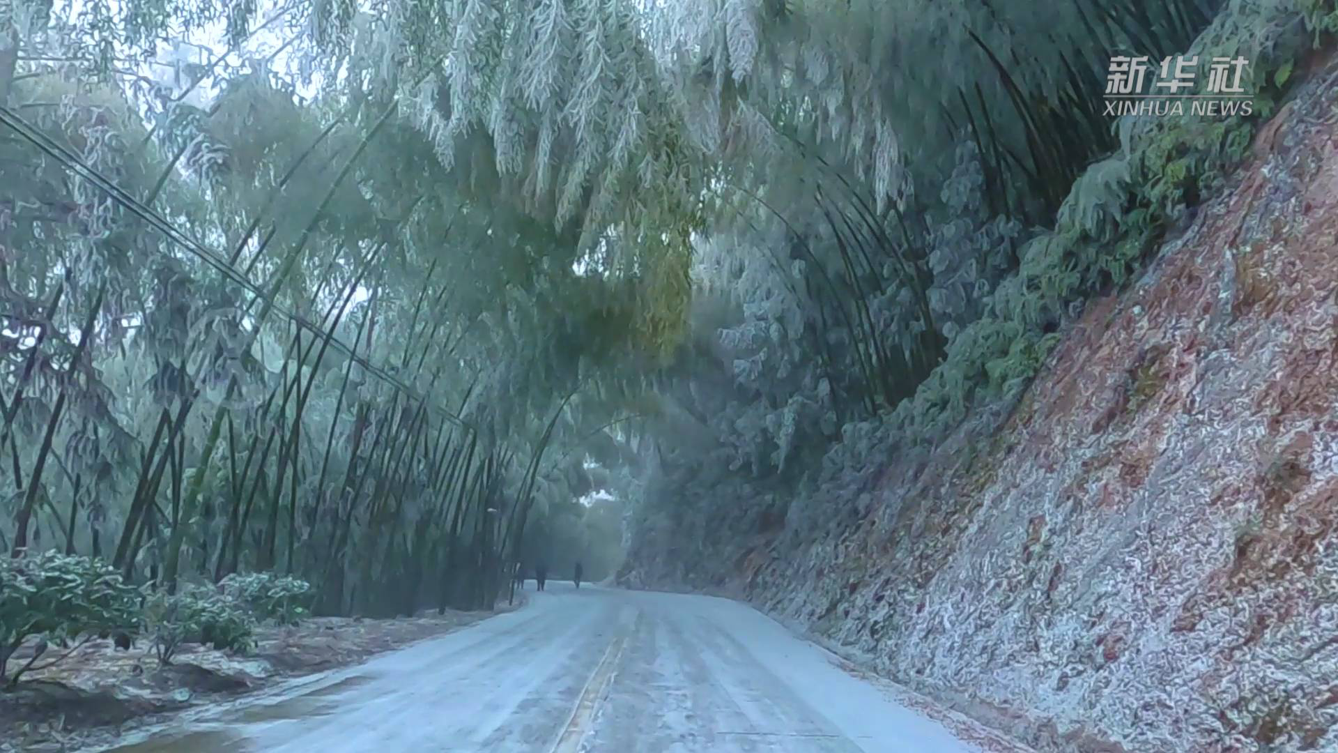 茶山竹海下雪图片