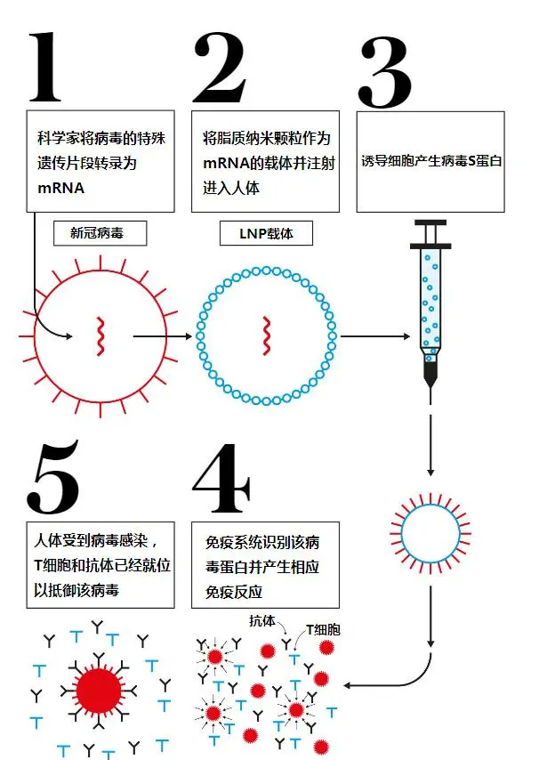 ▲mRNA疫苗工作机制 图片来源：The Telegraph