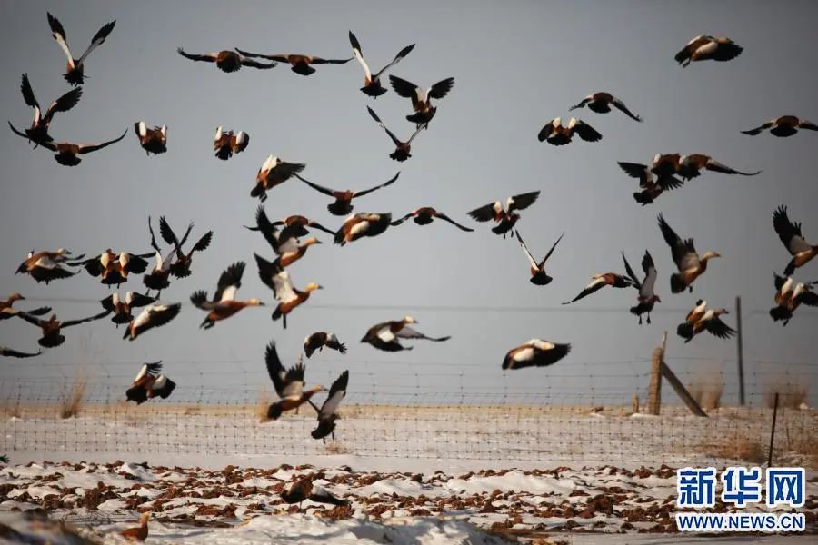 【围观】来北方过冬!