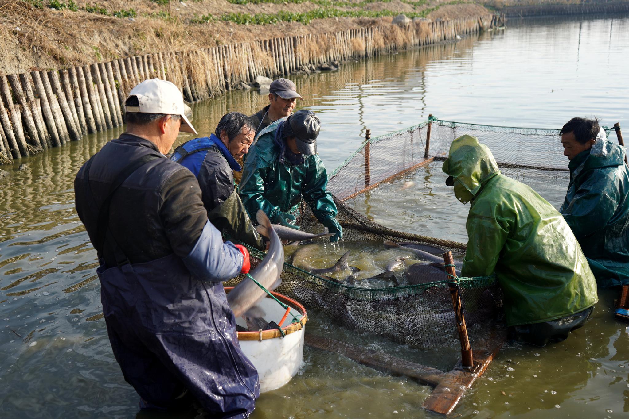 桑基鱼塘 鱼跃人欢