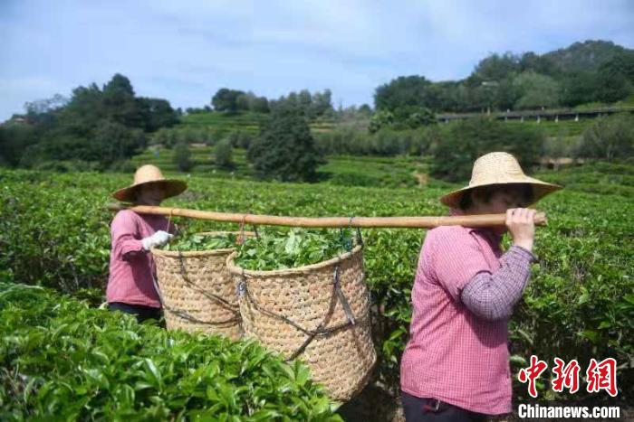 梅州市梅县区雁南飞茶田景区茶园为当地农户提供就业机会(资料图)。肖雄 摄