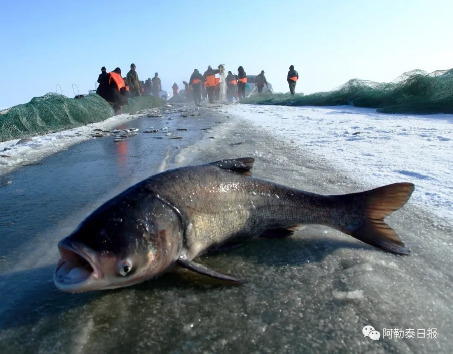 踏雪寻鱼 福海乌伦古湖等你来